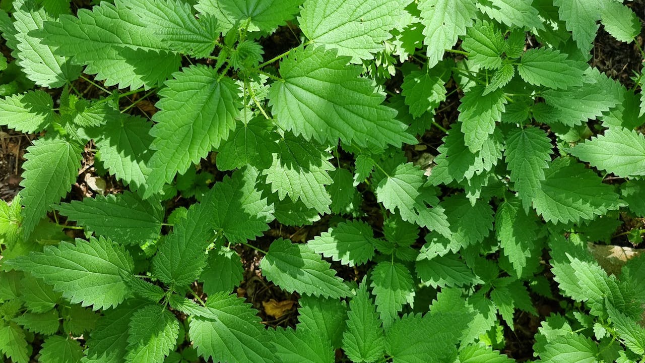 Close-up of medicinal herbs and botanical plants used in traditional medicine