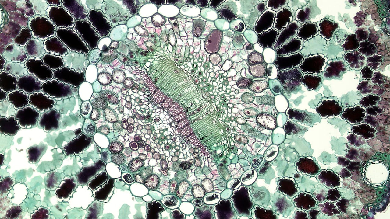 Microscope view of cells with mitochondria highlighted, representing cellular energy production