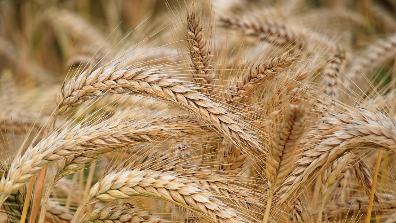 Close-up of golden wheat stalks, the primary source of spermidine in supplements like Primeadine